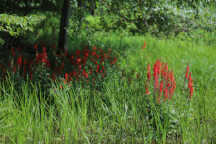 Cardinal Flower