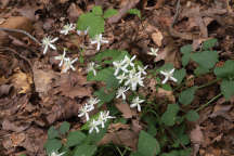 Clematis terniflora