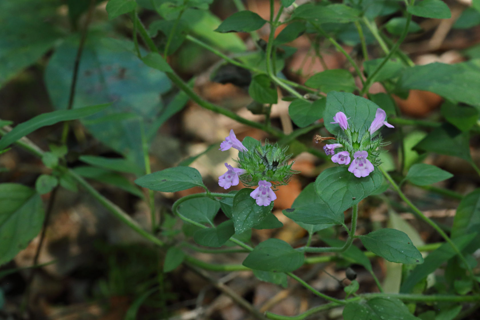 Wild Basil