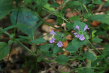 Wild Basil