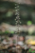 Tipularia discolor