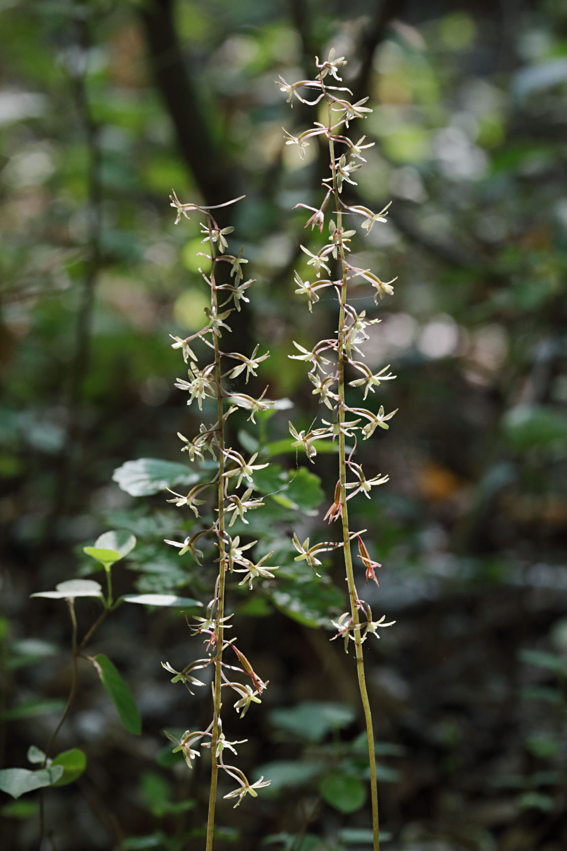 Cranefly Orchid