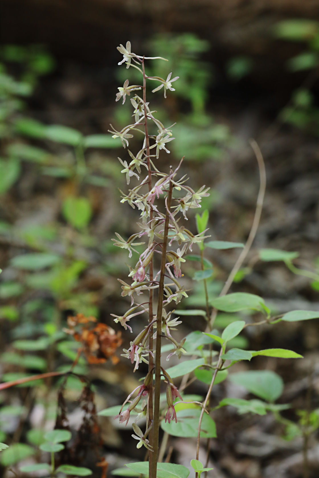 Cranefly Orchid