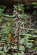 Tipularia discolor