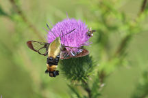 Cirsium vulgare