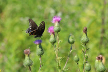 Cirsium vulgare