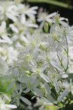 Clematis terniflora