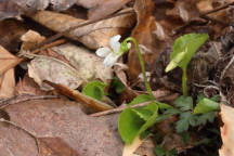 Sweet White Violet