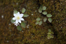 Thalictrum thalictroides
