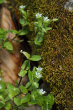Cerastium fontanum