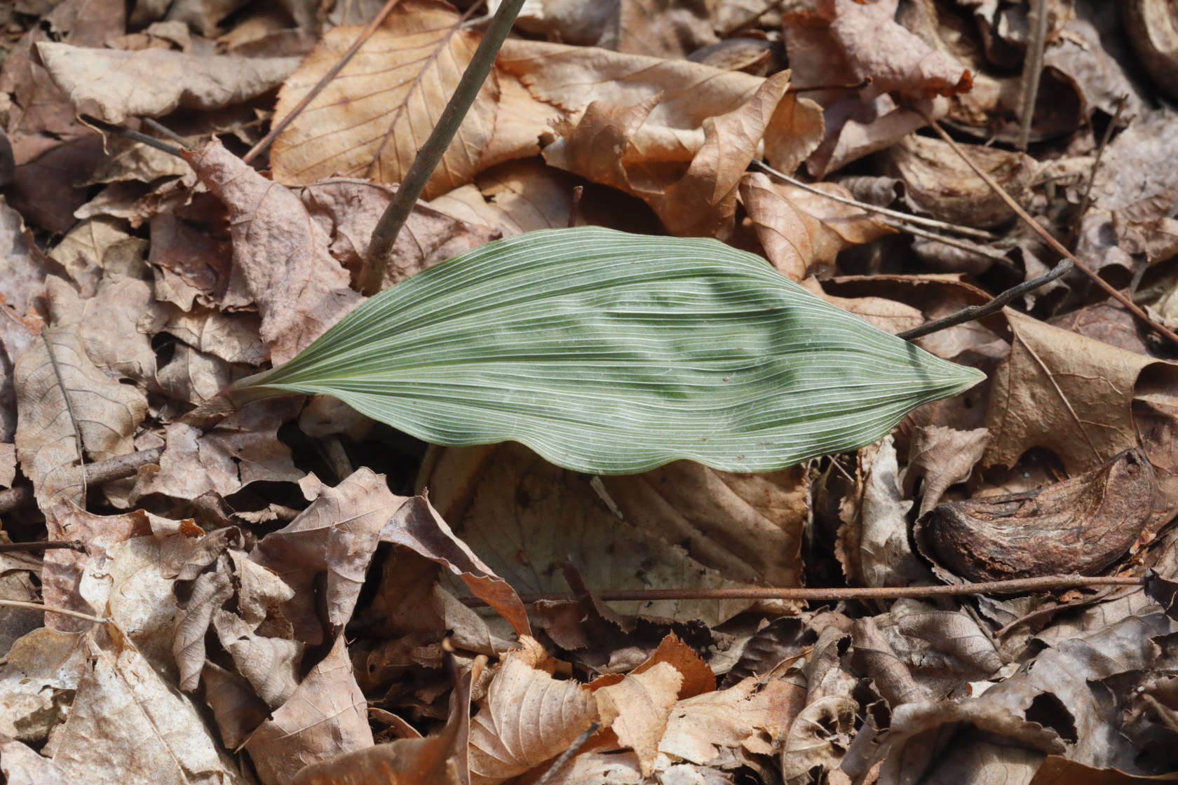 Puttyroot
