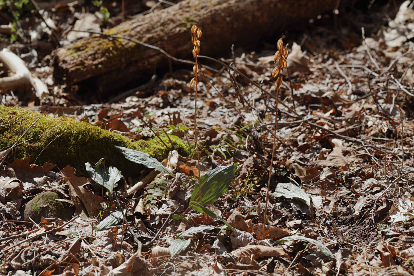 Puttyroot