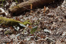 Aplectrum hyemale