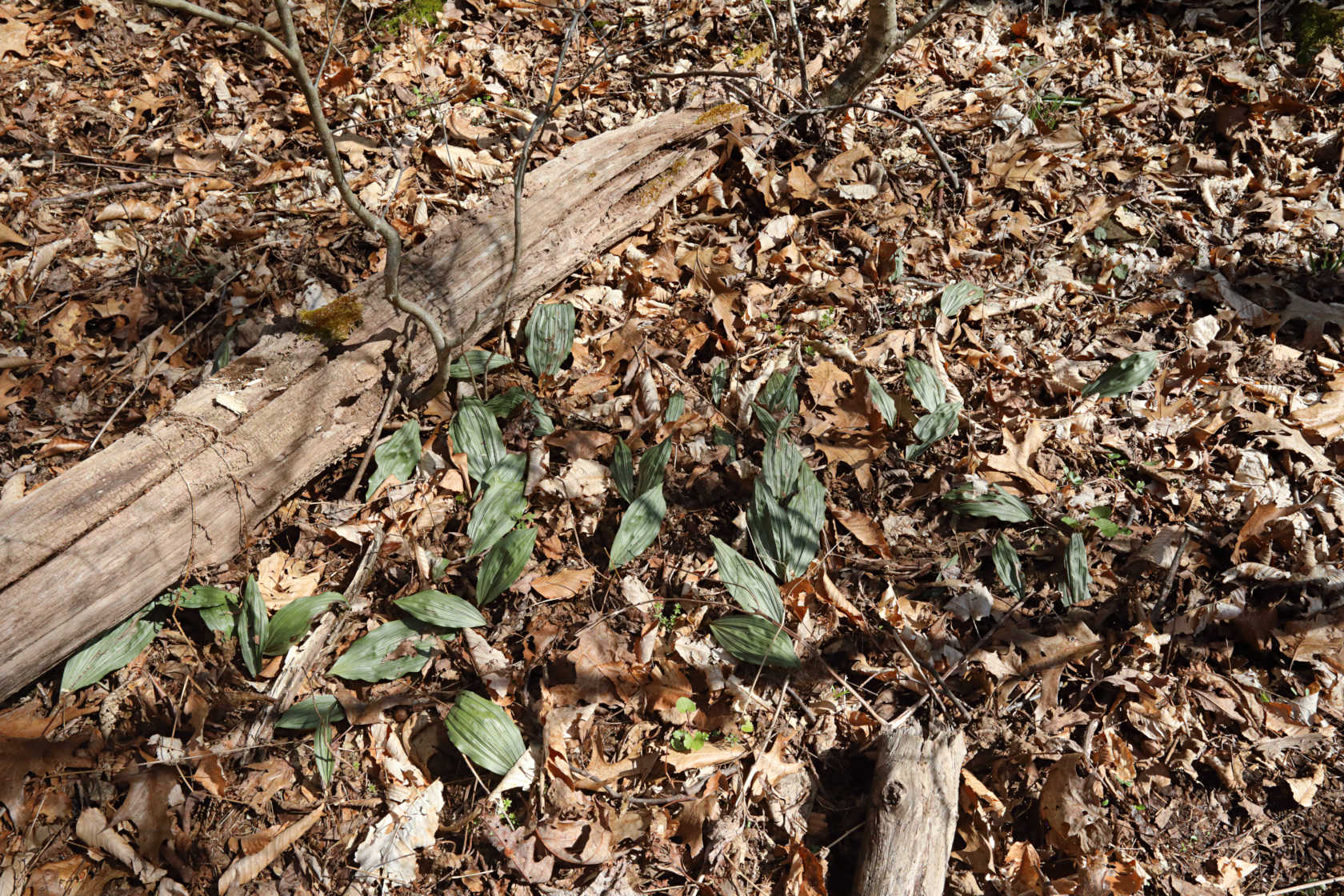 Puttyroot