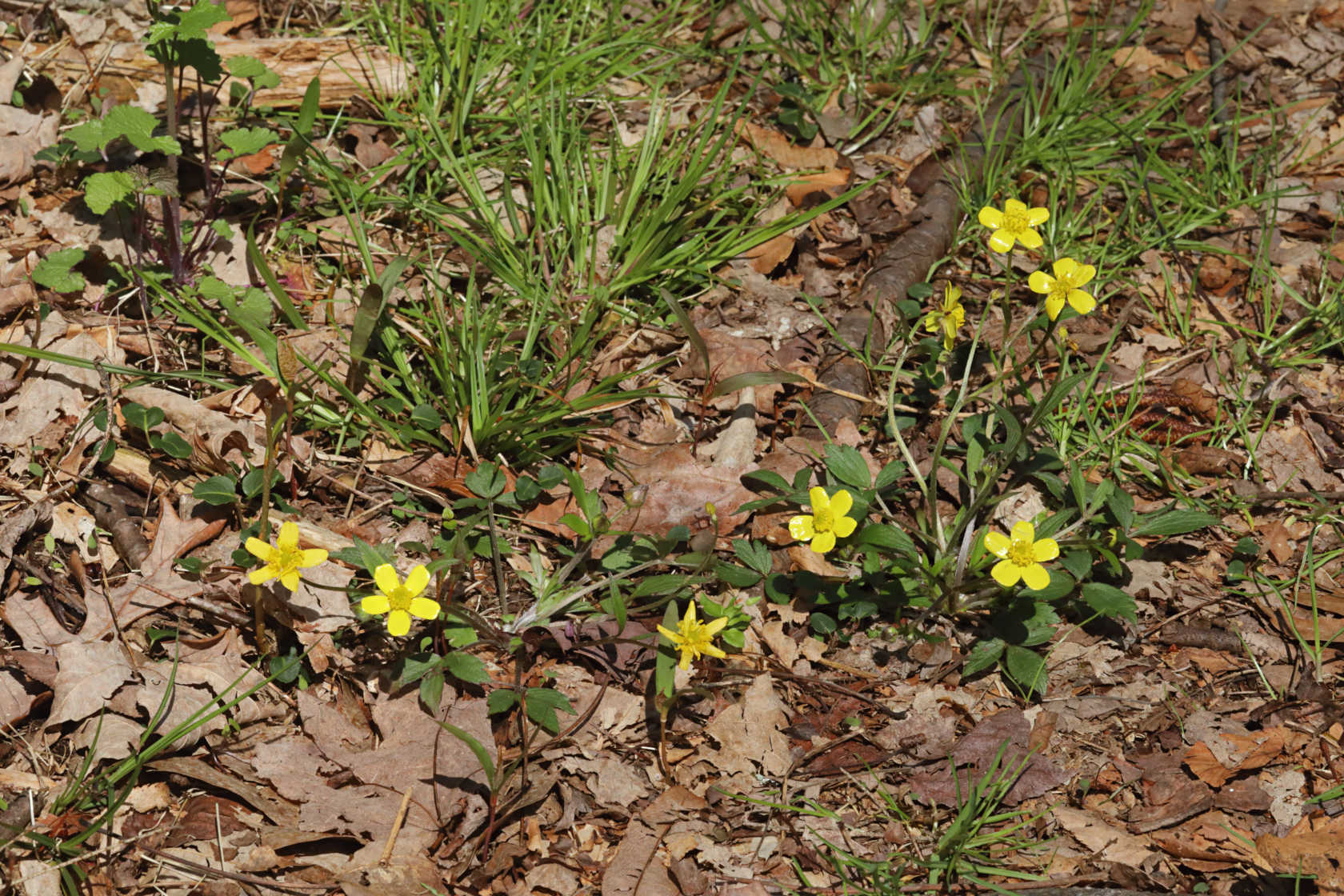 Hispid Buttercup