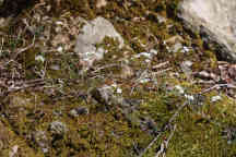 Arabis lyrata