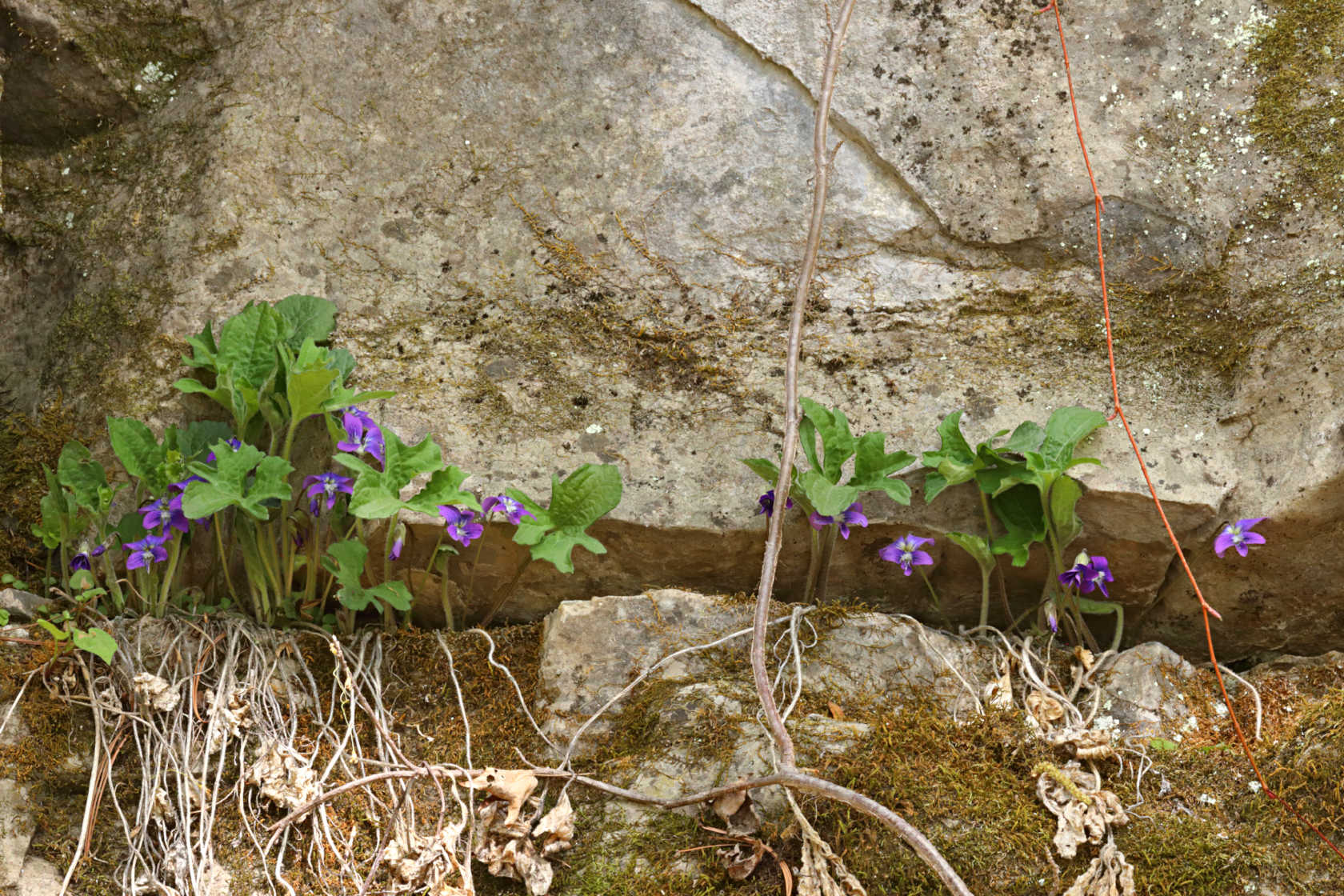 Wood Violet
