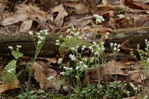 Saxifraga virginiensis