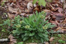 Pedicularis canadensis