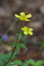 Ranunculus hispidus