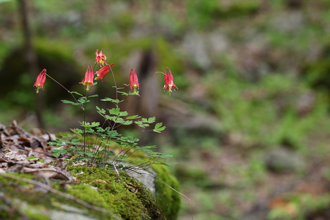 Wild Columbine