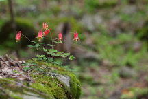 Wild Columbine