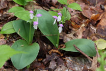 Showy Orchid