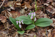 Galearis spectabilis