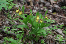 Cypripedium parviflorum var. pubescens