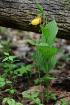 Cypripedium parviflorum var. pubescens