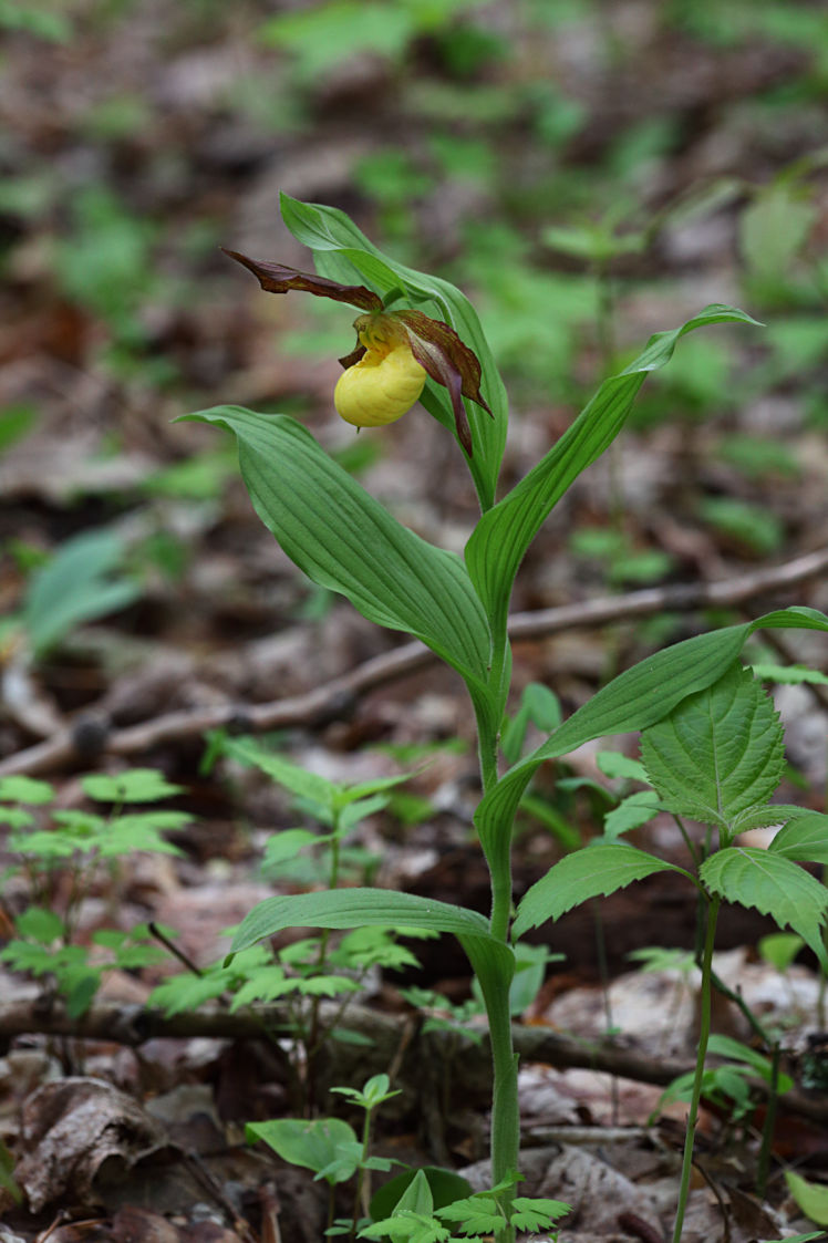 Large Yellow Lady's Slipper