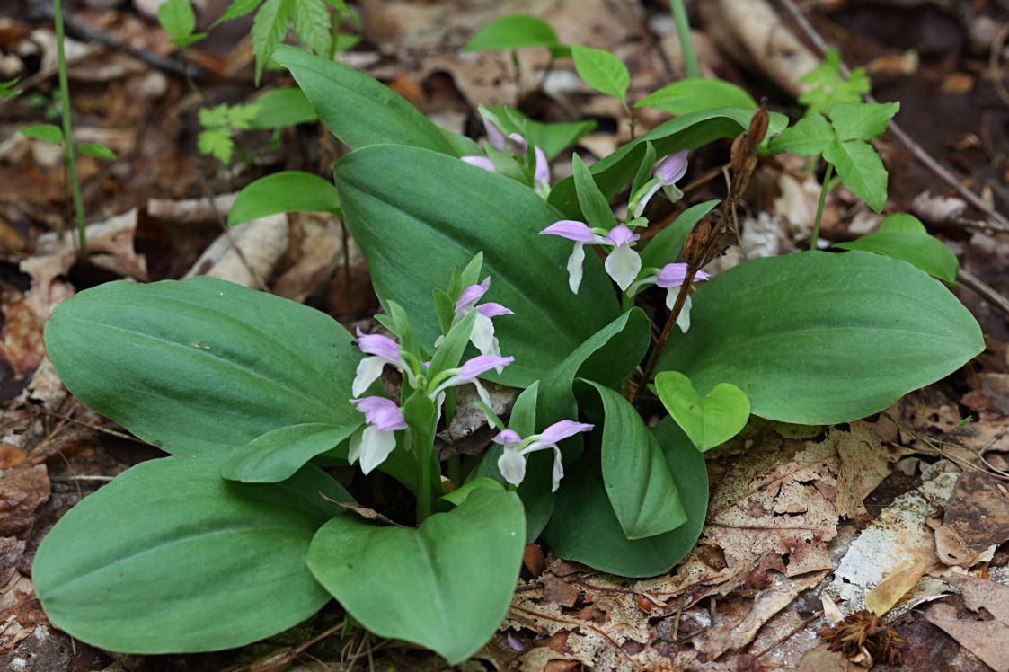 Showy Orchid