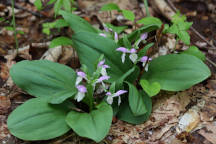 Showy Orchid