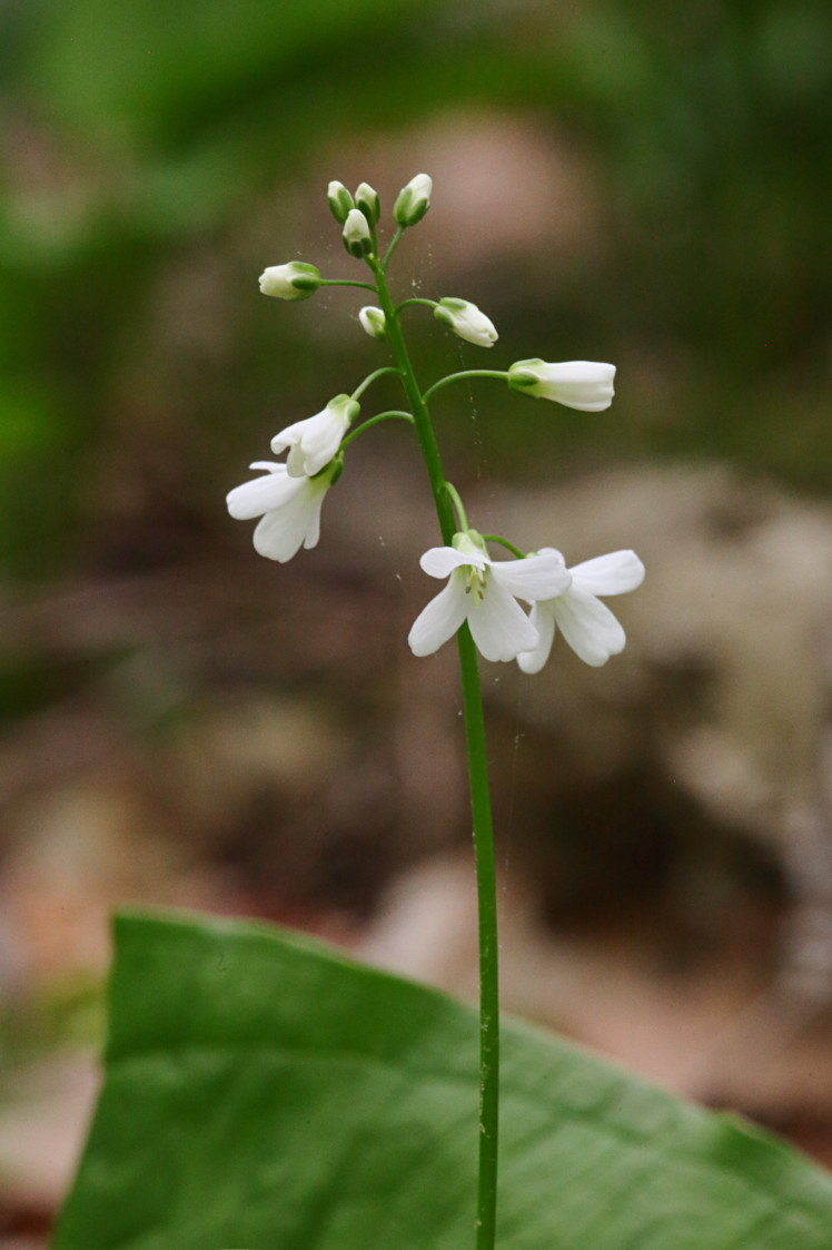 Spring Cress