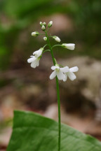 Cardamine bulbosa