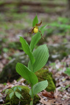 Large Yellow Lady's Slipper