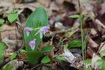 Showy Orchid