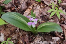 Galearis spectabilis forma variegata