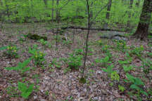 Cypripedium parviflorum var. pubescens