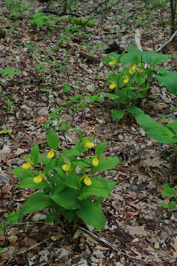 Large Yellow Lady's Slipper