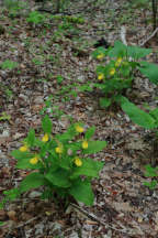 Large Yellow Lady's Slipper