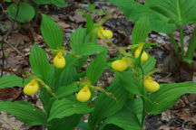 Cypripedium parviflorum var. pubescens