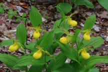 Cypripedium parviflorum var. pubescens