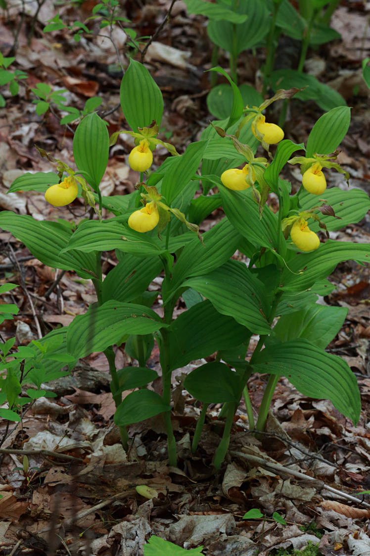 Large Yellow Lady's Slipper