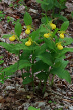 Cypripedium parviflorum var. pubescens