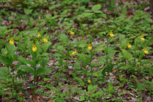 Cypripedium parviflorum var. pubescens