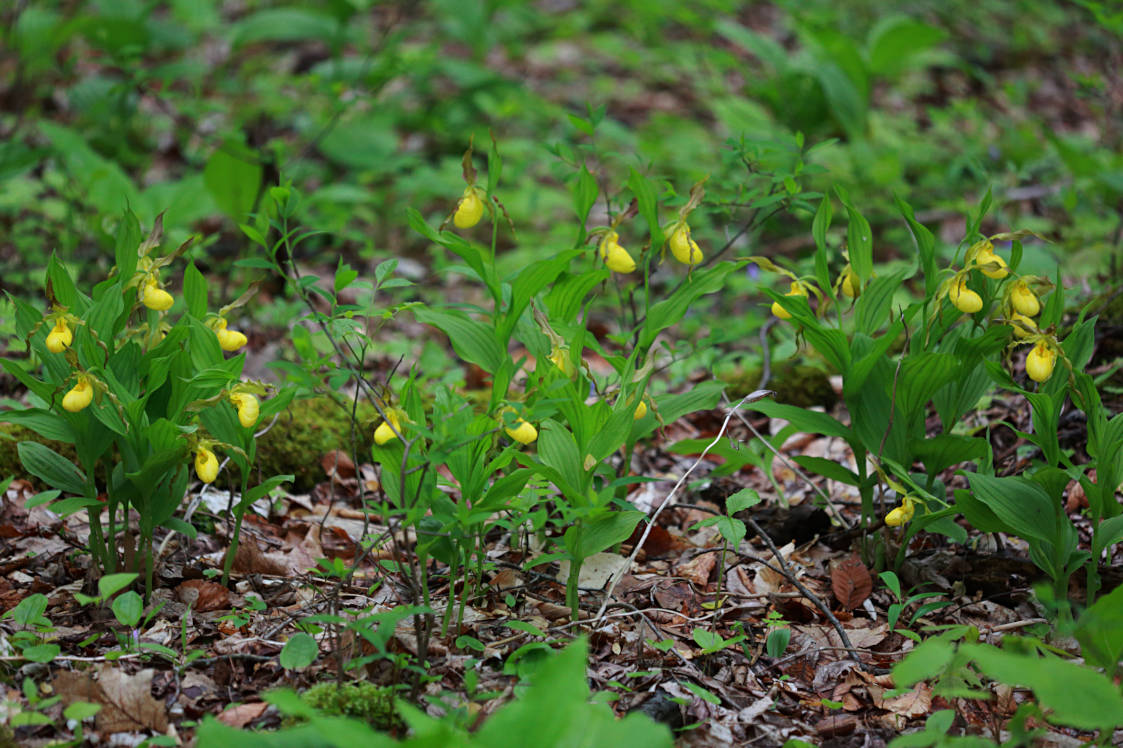 Large Yellow Lady's Slipper