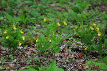 Large Yellow Lady's Slipper