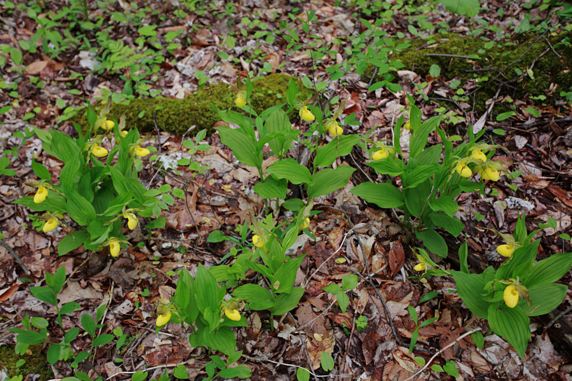 Large Yellow Lady's Slipper