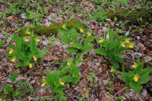 Large Yellow Lady's Slipper